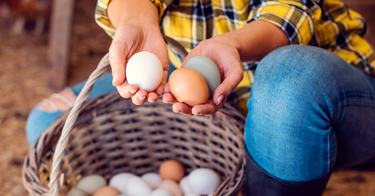 Feed Eggs A Vital Component in Poultry Nutrition