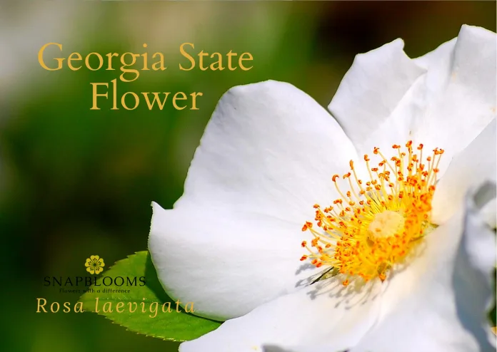 Georgia State Flower – Rosa laevigata