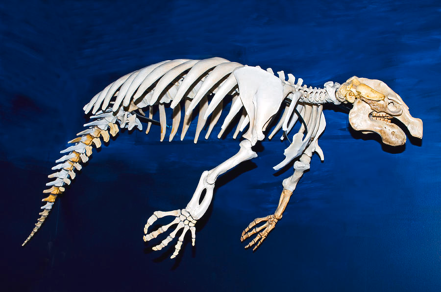 The Manatee Skeleton An Insight into the Anatomy of the Gentle Sea Cow