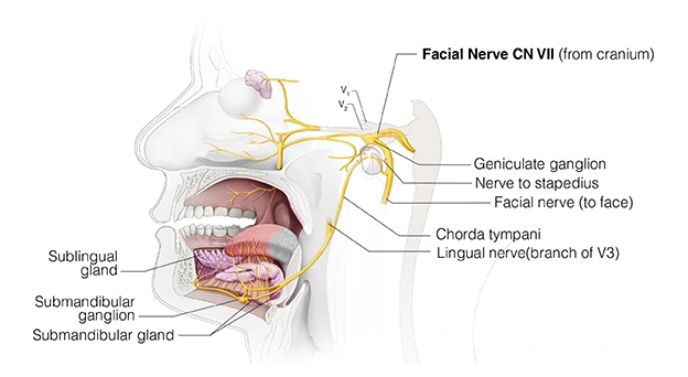 Understanding Chorda A Comprehensive Overview