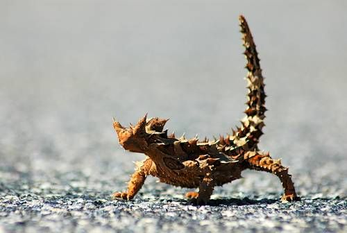 The Thorny Dragon: Nature's Spiky Marvel