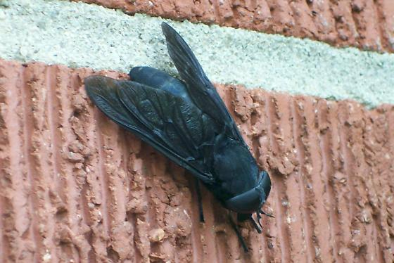 The Giant Fly: Nature’s Enigmatic Insect