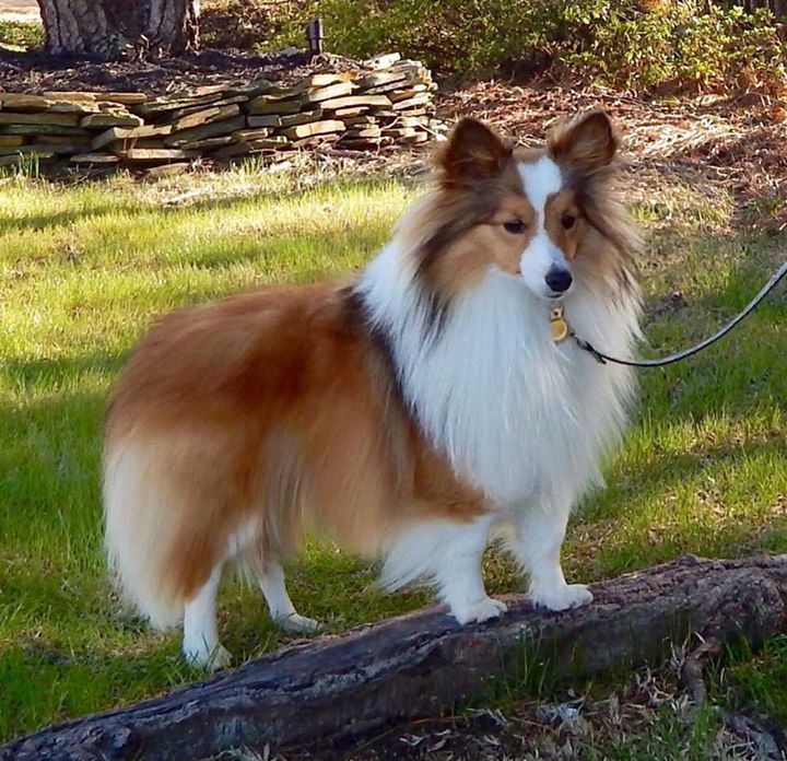 mini sheltie